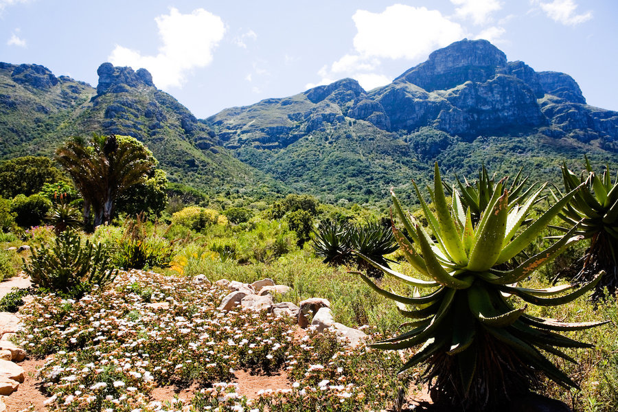 Kirstenbosch National Botanical Garden in Cape Town, South Africa